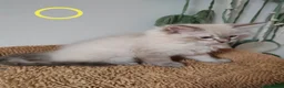 Ragdoll cats for sale: Adorable Ragdoll x Siberian mix kittens - Advert 10