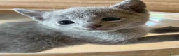Russian Blue cats for sale: *TOP* Quality Pedigree Russian blue kittens - Advert 3
