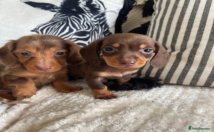 Miniature Dachshund dogs - Advert 13