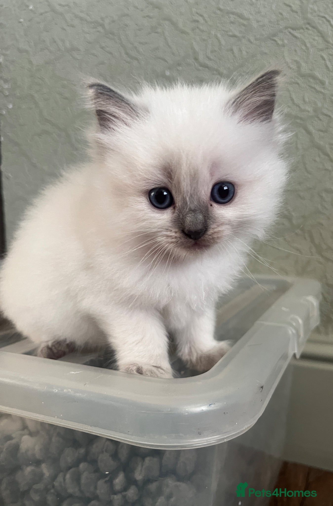 Ragdoll cats for sale: GCCF Registered Ragdoll Kittens  - Advert 7