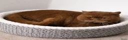 British Shorthair cats for stud: 🔥 CHOCOLATE CINNAMON FAWN STUDS EAST MIDLANDS 🔥  - Advert 7