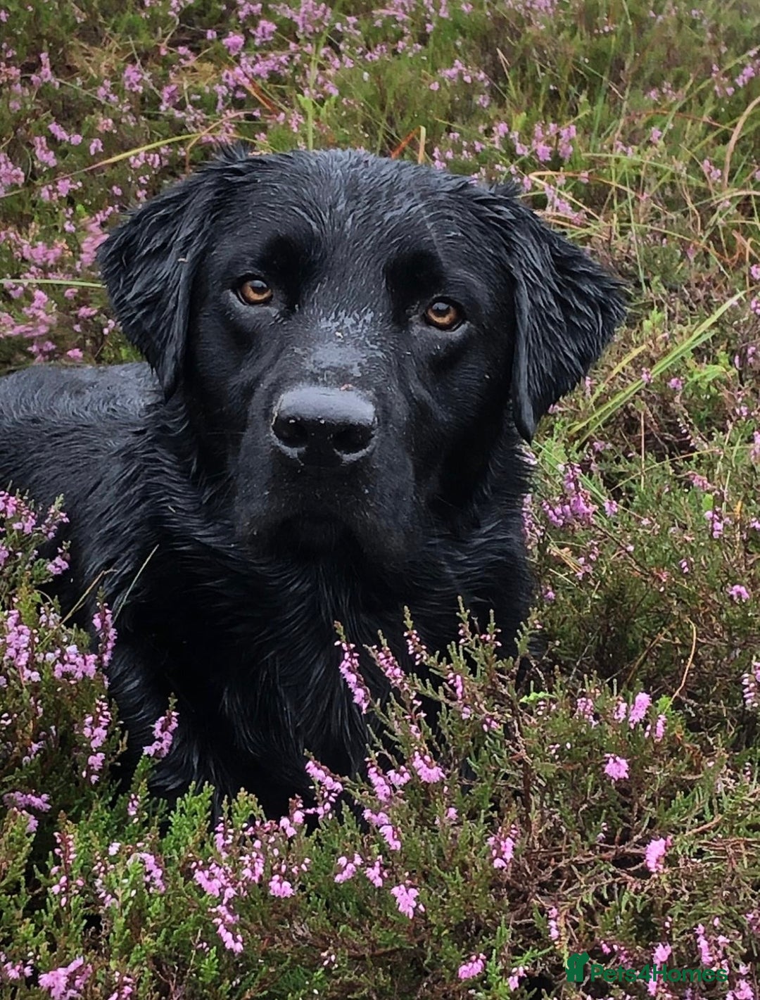 Labrador Retriever dogs for sale: Gorgeous Labrador puppies for sale  - Advert 4