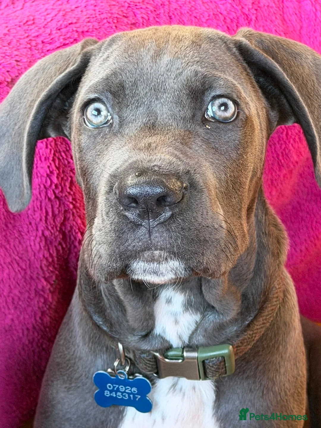 Cane Corso dogs for sale: Cane Corso  in Stourport-on-Severn - Advert 3