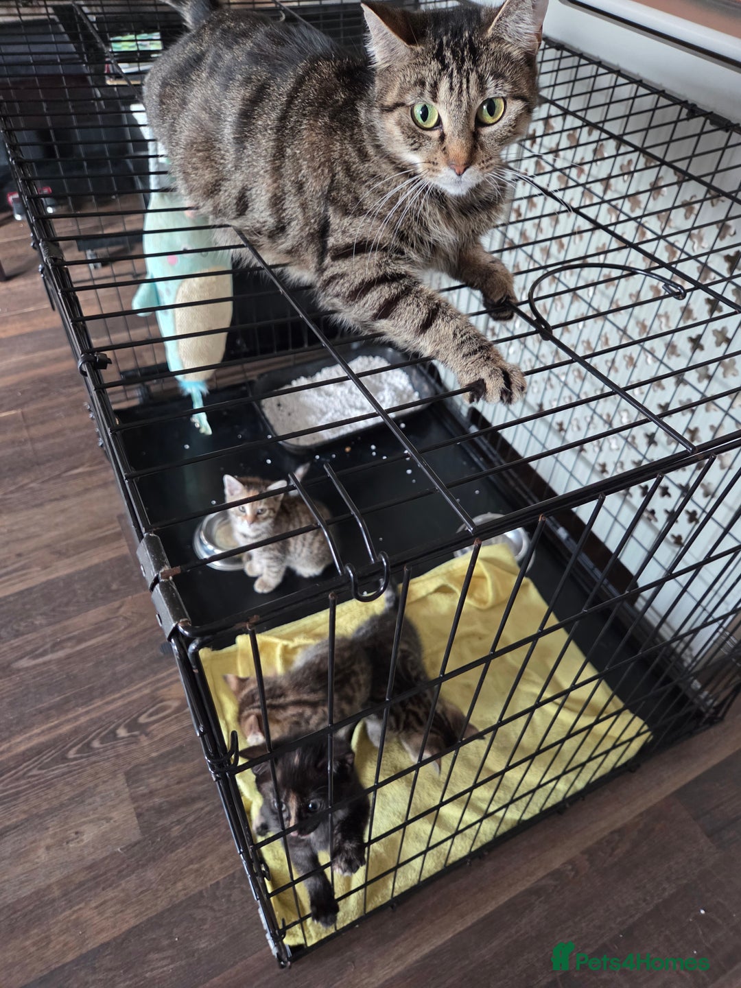 Mixed Breed cats for sale:  female kitten - Advert 1