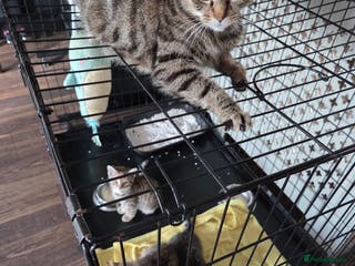 Mixed Breed cats 2 female kittens - Advert 3