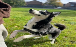 Mixed Breed dogs for sale: Siberian Husky/Border Collie cross - Advert 1