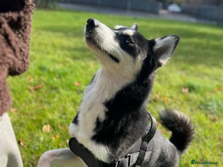 Mixed Breed dogs Siberian Husky/Border Collie cross - Advert 1