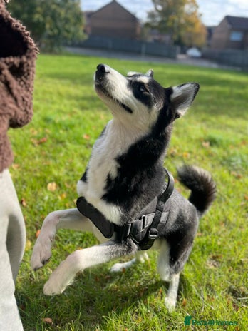 Mixed Breed dogs Siberian Husky/Border Collie cross - Advert 4