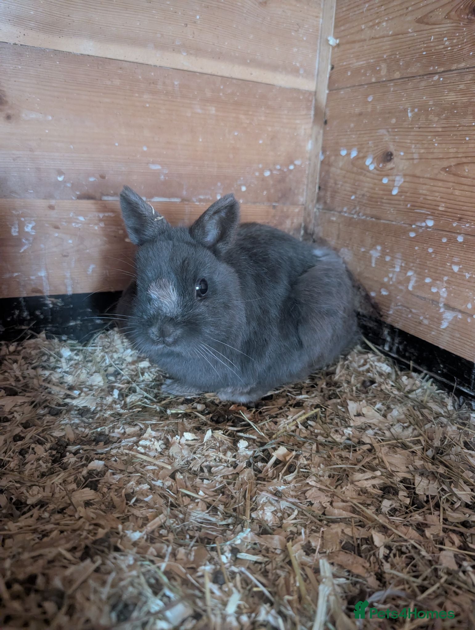 Netherland Dwarf rabbits Netherland dwarf female  - Advert 1
