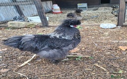 Chickens poultry for sale: Silkie cockerell - Advert 5