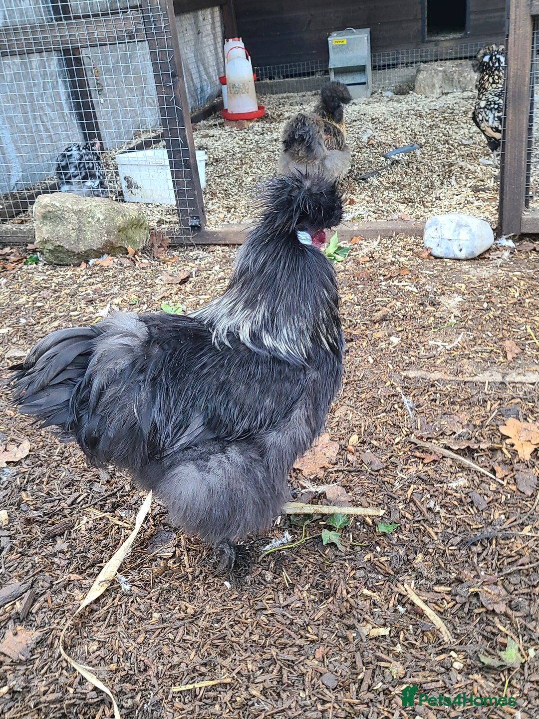 Chickens poultry for sale: Silkie cockerell - Advert 5