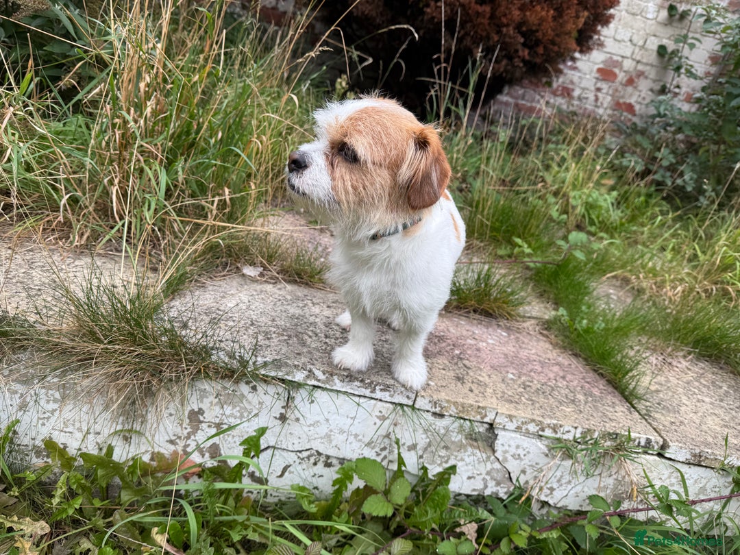 Jack Russell dogs for sale: Jack Russell  - Image 3