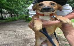 Mixed Breed dogs for adoption: Laska - Norwich Norfolk  - Image 5