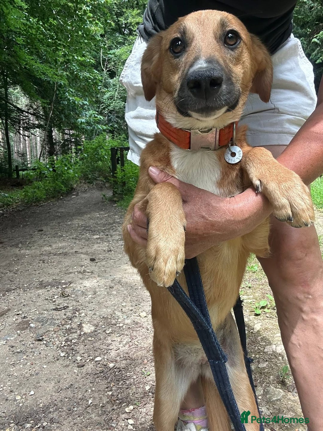 Mixed Breed dogs for adoption: Laska - Norwich Norfolk  - Image 5