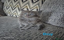 Maine Coon cats for sale: Gorgeous half  maincoon and ragdoll kittens  - Image 5
