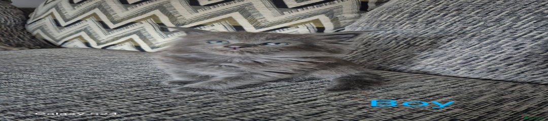 Maine Coon Kitten 2