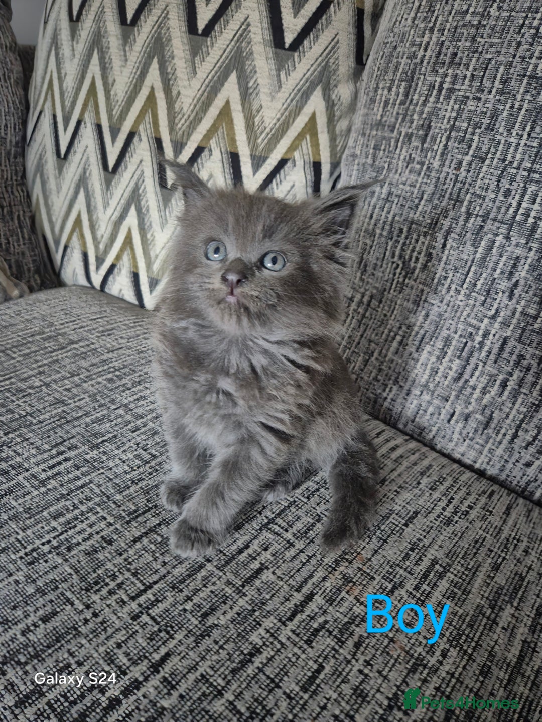 Maine Coon cats for sale: Gorgeous half  maincoon and ragdoll kittens  - Image 5