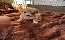 Poochon dogs for sale: Poochon Puppies - Image 12