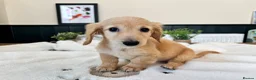 Miniature Dachshund dogs for sale: (3left, ready) Long haired miniature Dachshund  - Advert 13