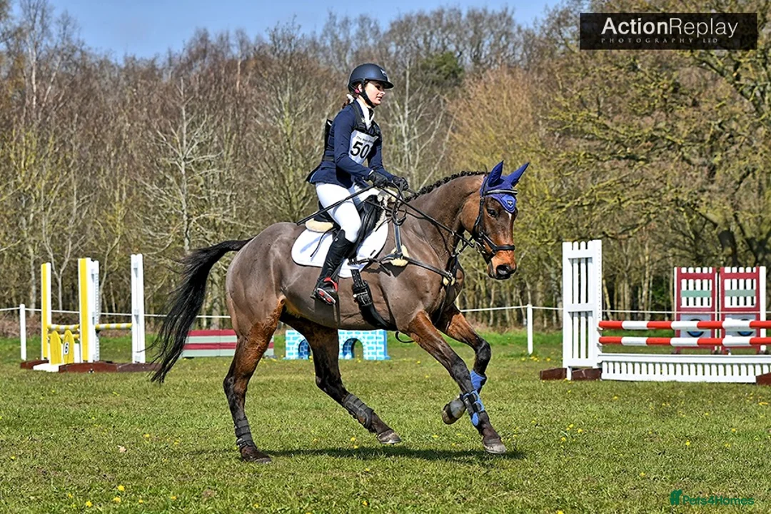 English Thoroughbred horses for sale: 16.1/2HH 17 YEAR OLD THOROUGHBRED EX-RACER GELDING in Newark - Advert 2