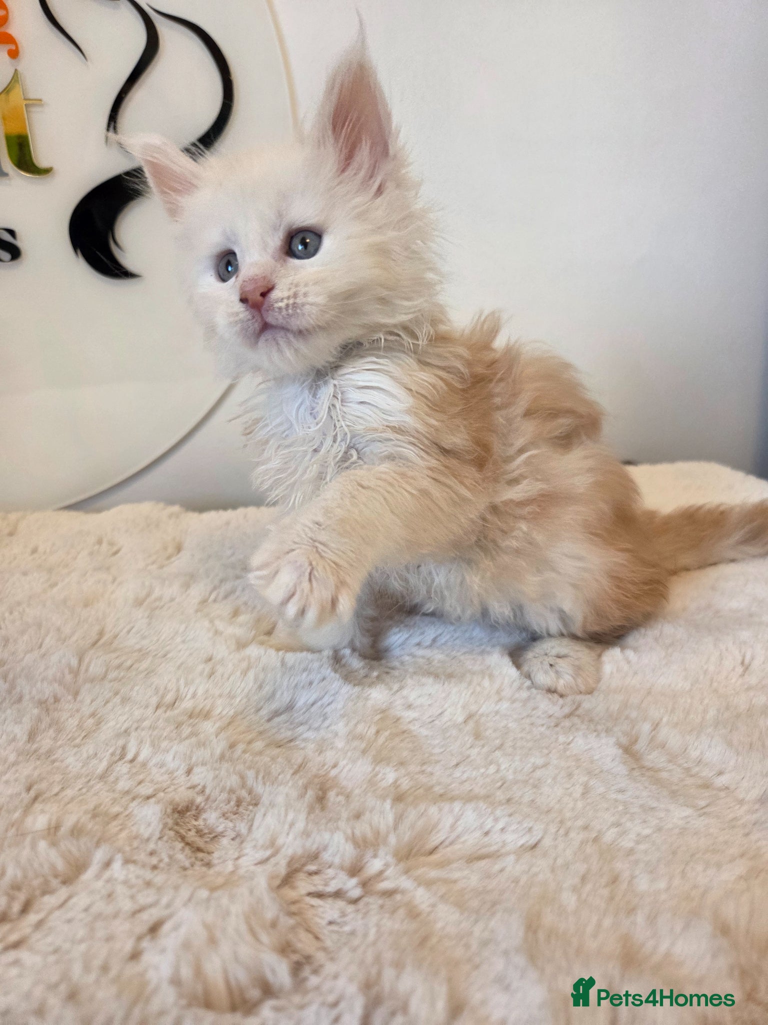 Maine Coon cats Outstanding Quality TICA reg Kittens - Advert 2