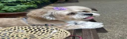 Lhasa Apso dogs for sale: Stormy  in London - Advert 4