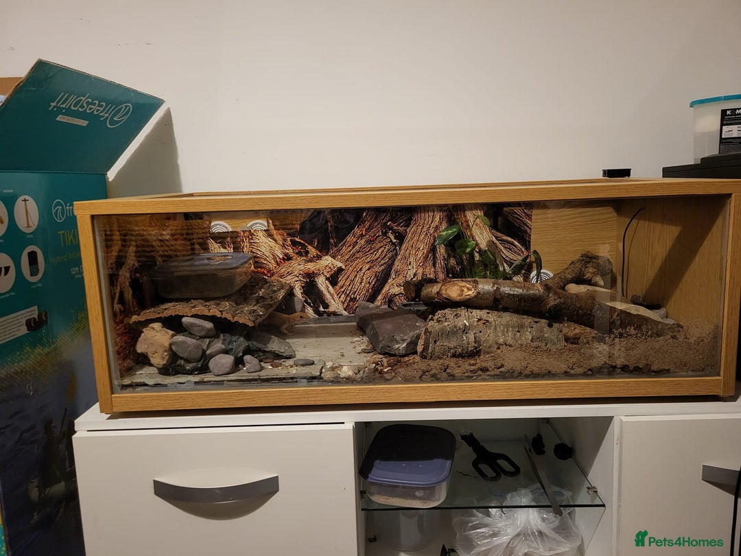 Leopard Gecko reptiles for sale: Tremper albino 4yrs old full setup - Advert 6