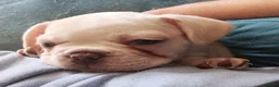 French Bulldog dogs for sale: Stunning French Bulldog puppies full pink husky in Spalding - Advert 17