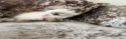 Ragdoll cats for sale: Beautiful Gccf ragdoll kittens  - Advert 14