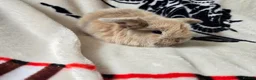 Mini Lop rabbits for sale: Stunning mini lops available  - Advert 15