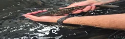 Koi Carp fish for sale: Koi carp and goldfish 🐠  in Rayleigh - Advert 5