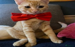 Sphynx cats for sale: Sphynx naked and coated  - Image 15