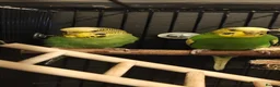 Budgerigars birds for sale: Donating a pair of bonded budgies  in Cannock - Advert 5