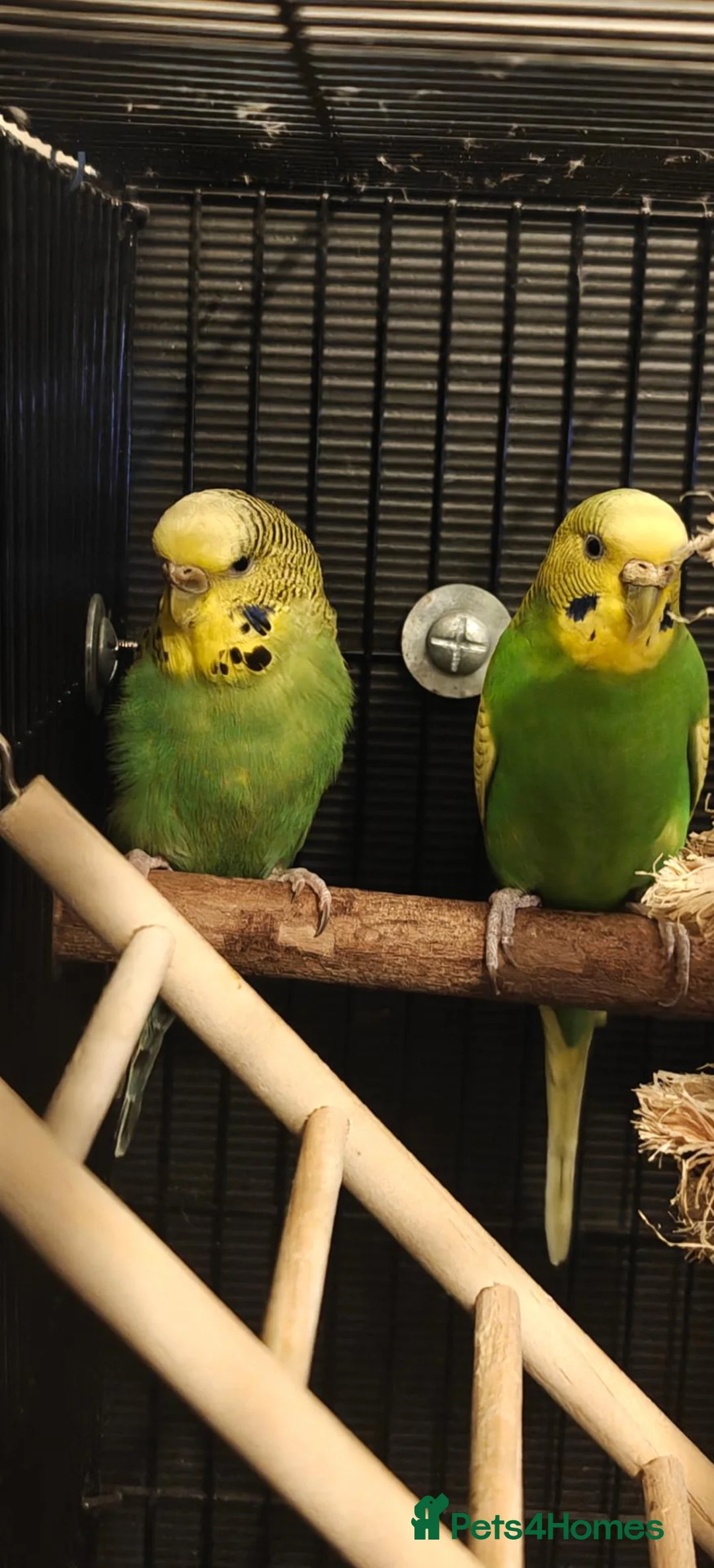 Budgerigars birds for sale: Donating a pair of bonded budgies  in Cannock - Advert 5