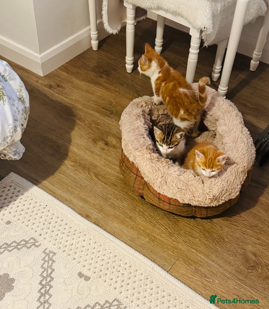 Mixed Breed cats for sale: Mixed breed Kittens  - Image 14