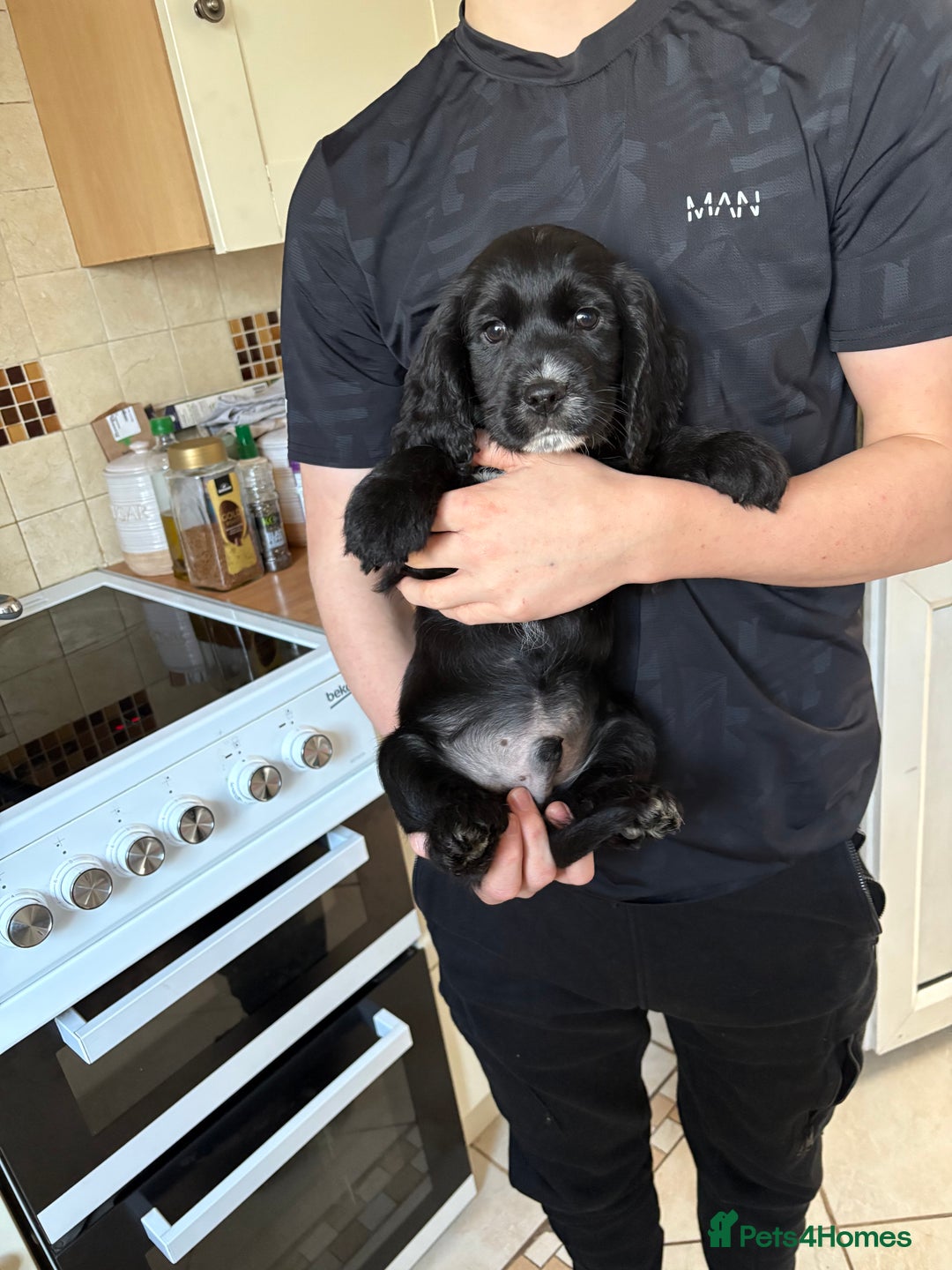 Cocker Spaniel dogs for sale: 2 Black and White Cocker Spaniel Pups - Advert 3