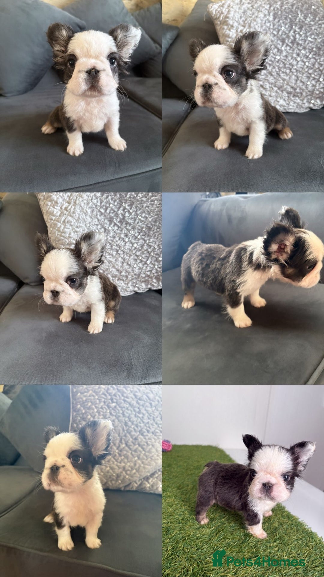 French Bulldog dogs for sale: Luxury Female full fluffy panda husky  - Advert 4