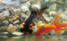 Fancy Goldfish fish for sale: 2 fancy goldfish and 1 white goldfish  - Image 2