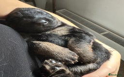 German Shepherd dogs for sale: German Shepherd puppies for sale (Full Pedigree) - Image 21