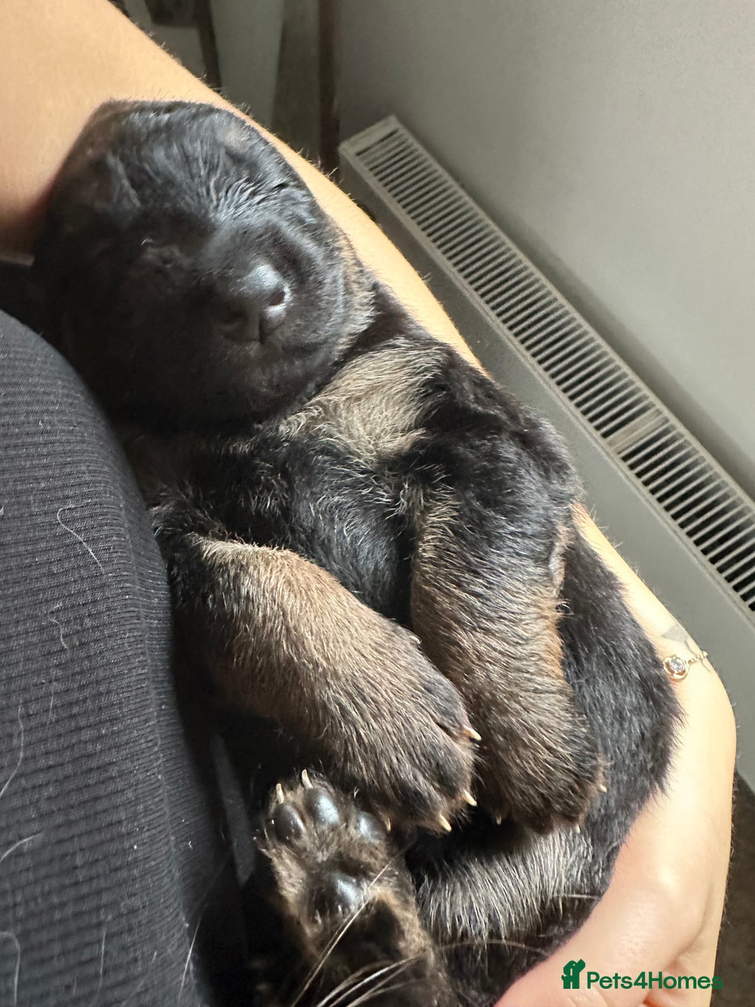 German Shepherd dogs for sale: German Shepherd puppies for sale (Full Pedigree) - Image 21