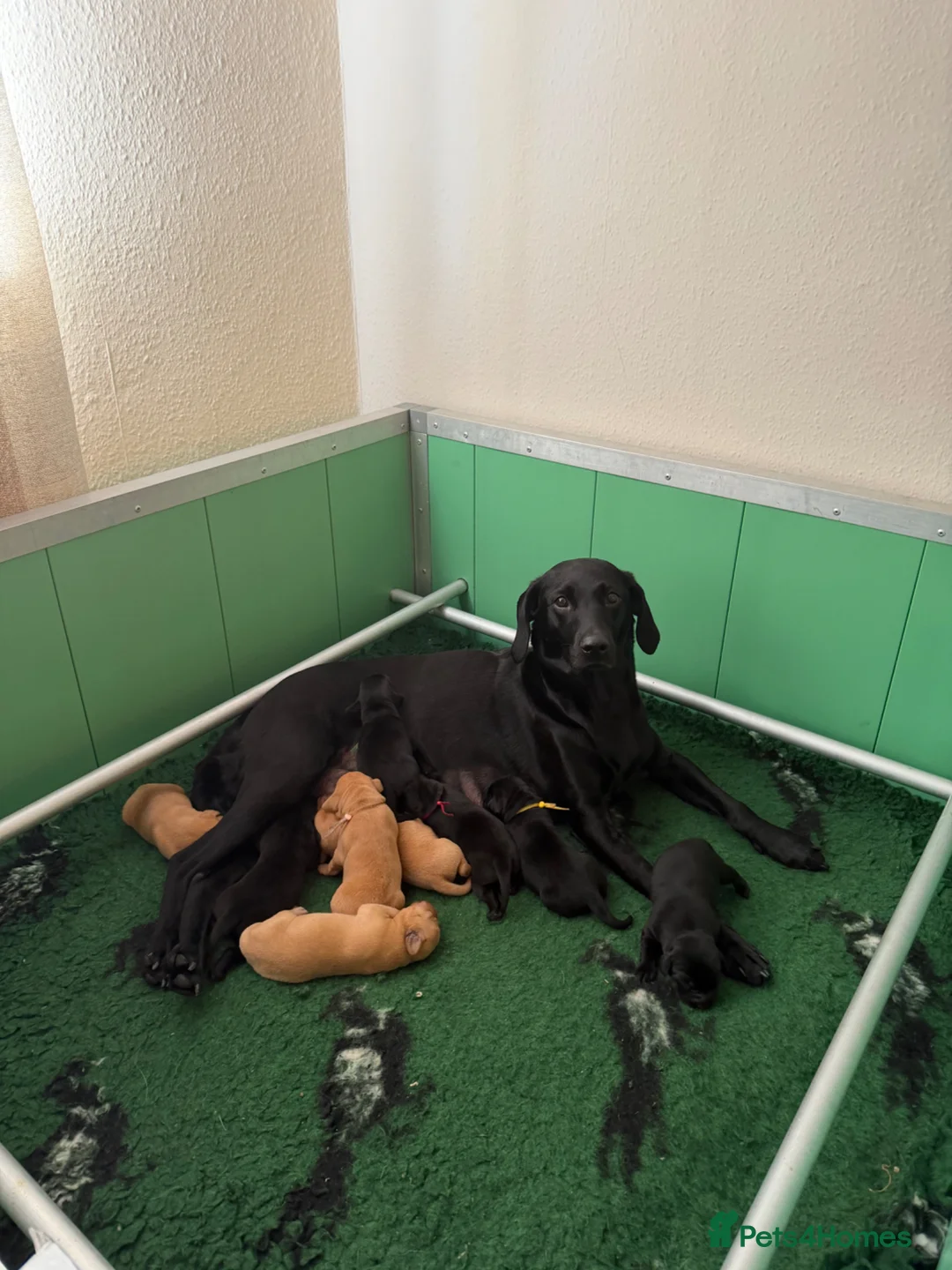 Labrador Retriever dogs for sale: Labrador puppies  - Advert 1