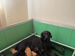 Labrador Retriever dogs Labrador puppies - Advert 5
