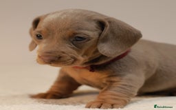 Miniature Dachshund dogs for sale: 5StarsLicensed+KC+PRAClear+VetChecked - Image 9