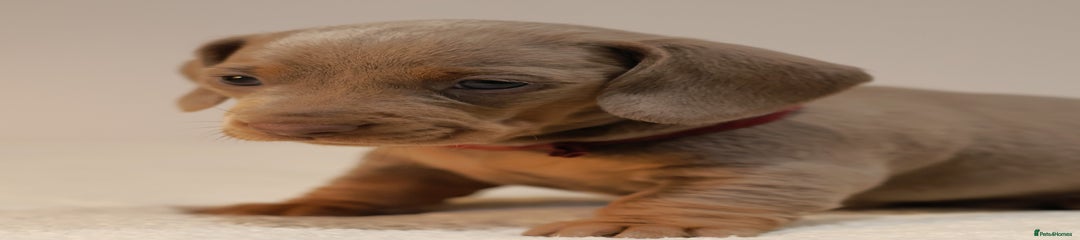 Miniature Dachshund Puppy 2