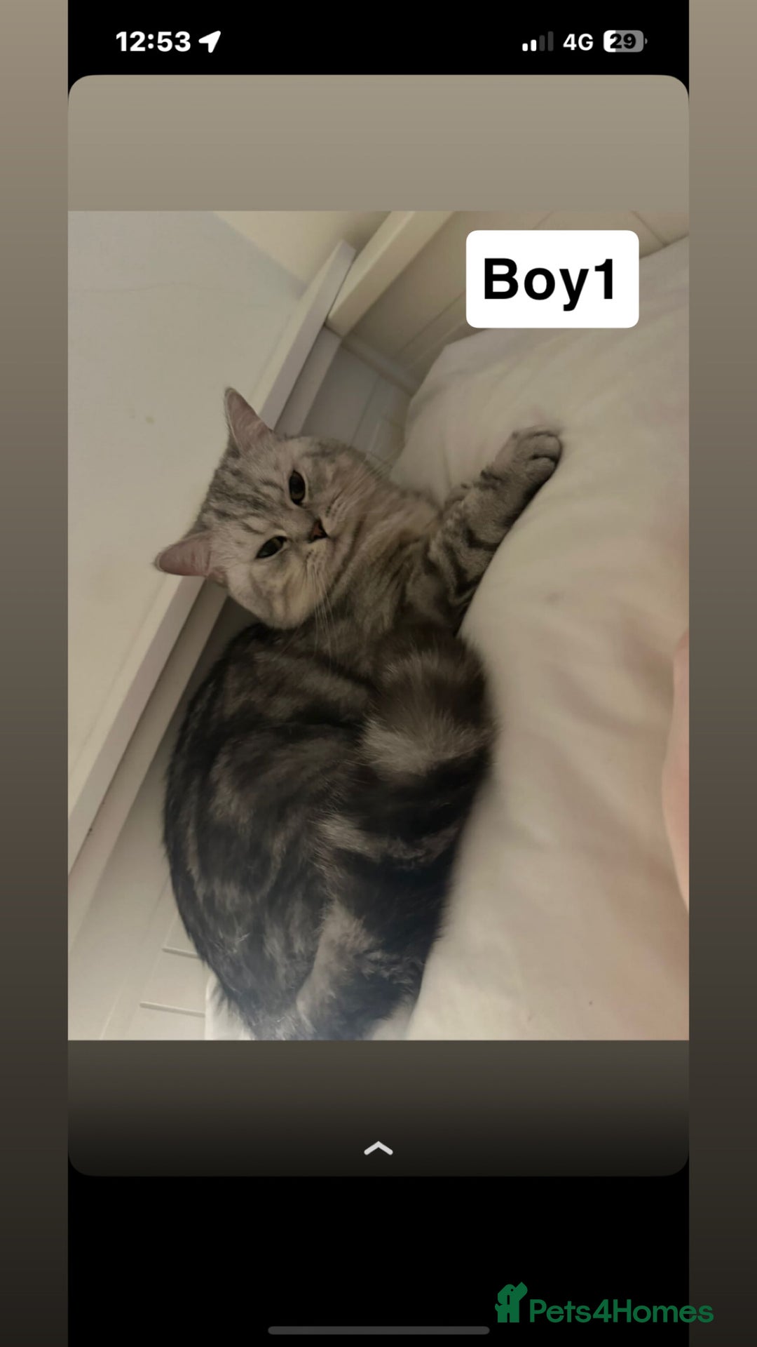 British Shorthair cats for sale: Beautiful British short haired males  - Image 4