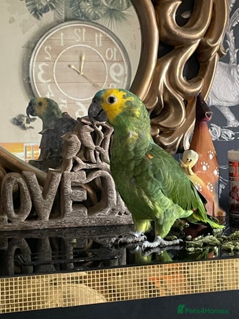 Parrots birds - Advert 3