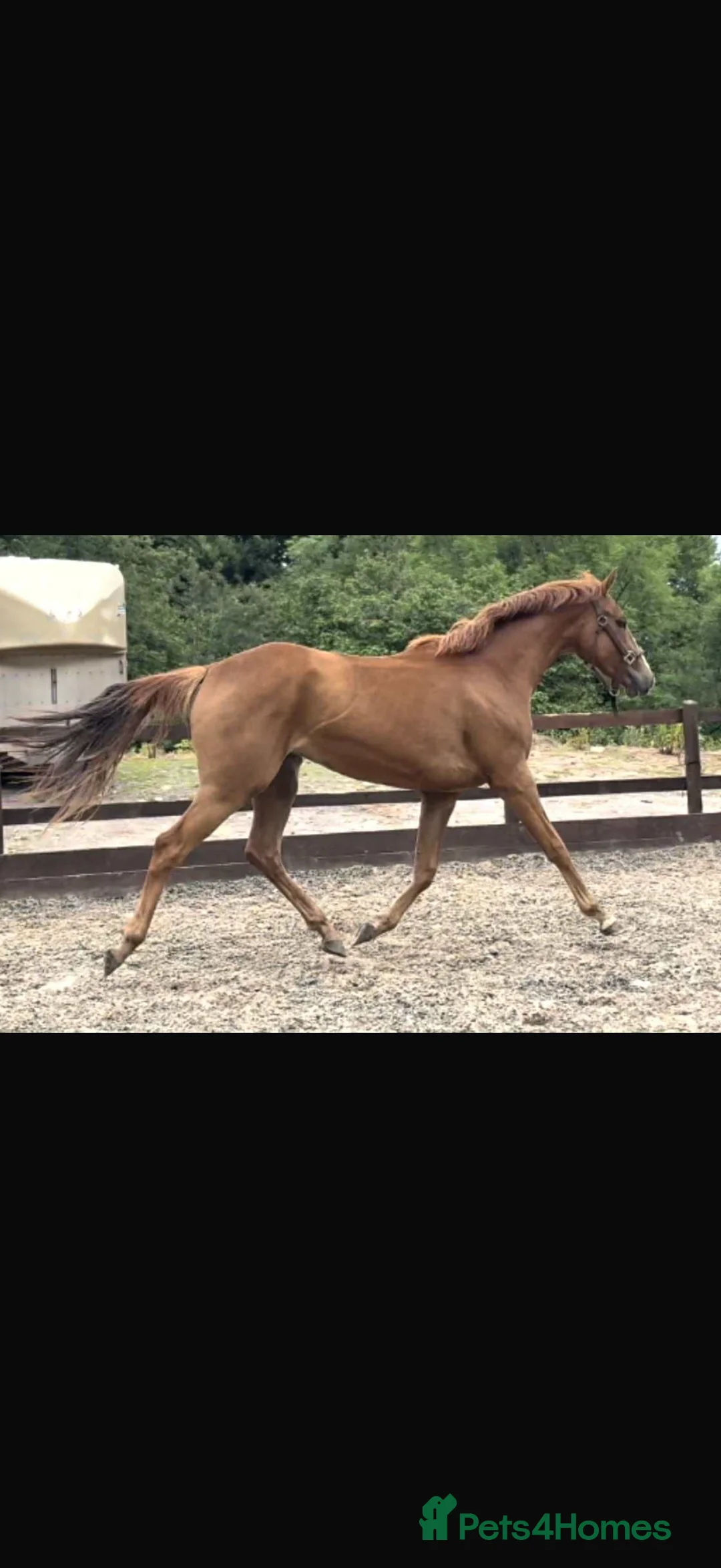 British Warmblood horses for sale: A quality well bred filly -seeks new home!   - Advert 2