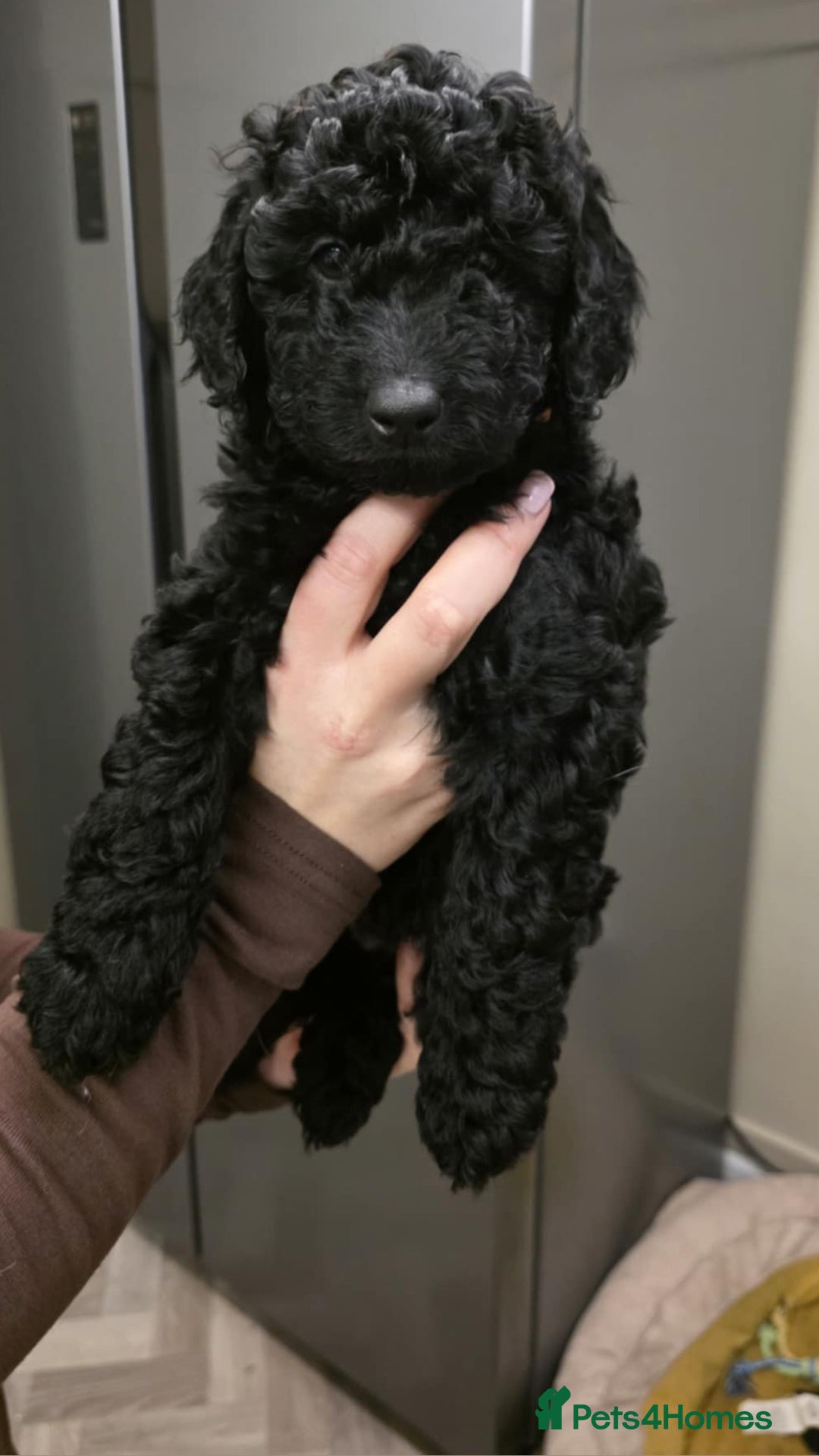 Cockapoo dogs for sale: Beautiful Cockapoo Puppies  - Advert 5