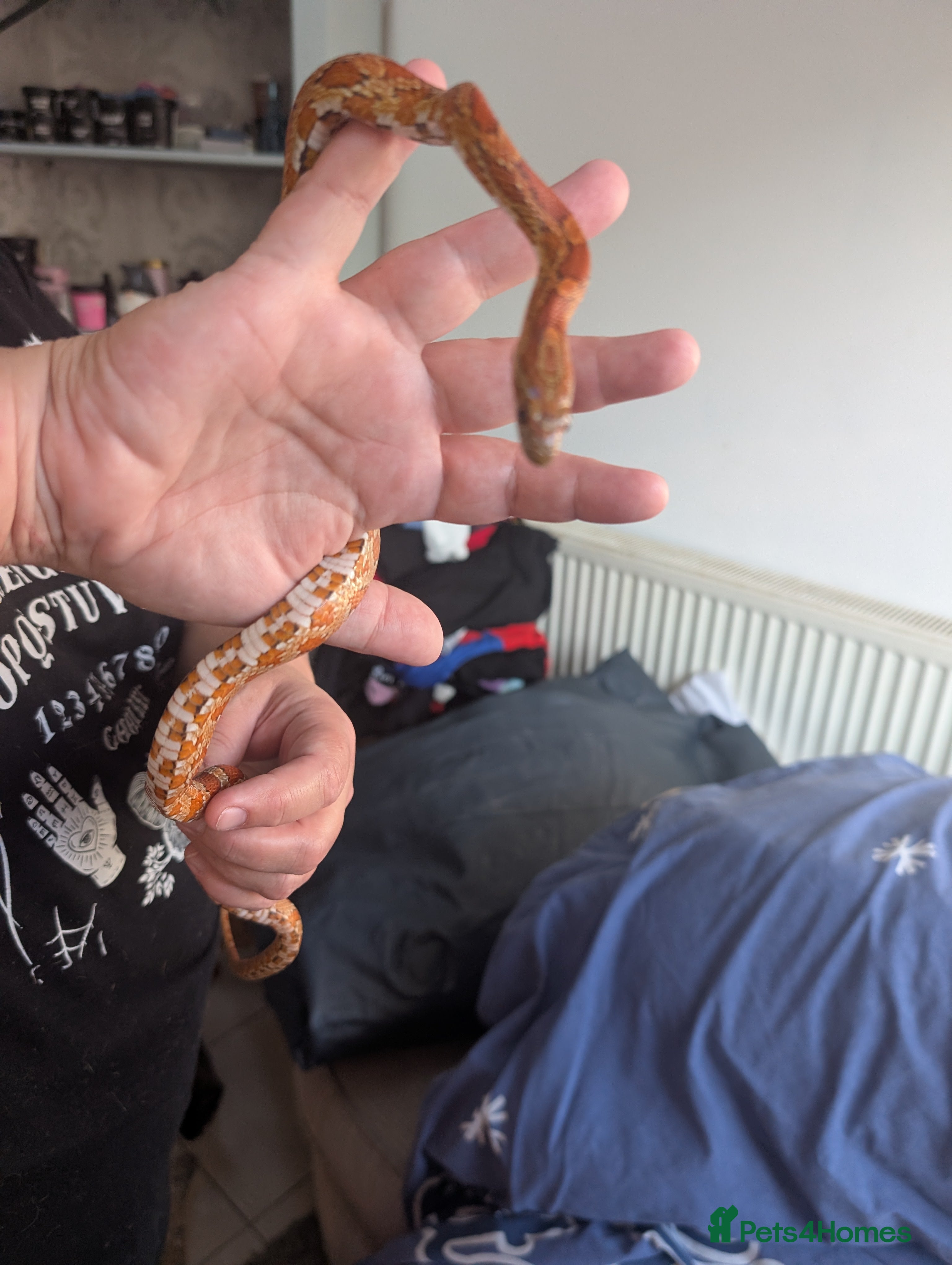 Corn Snake reptiles Cornsnake  with vivarium - Advert 19