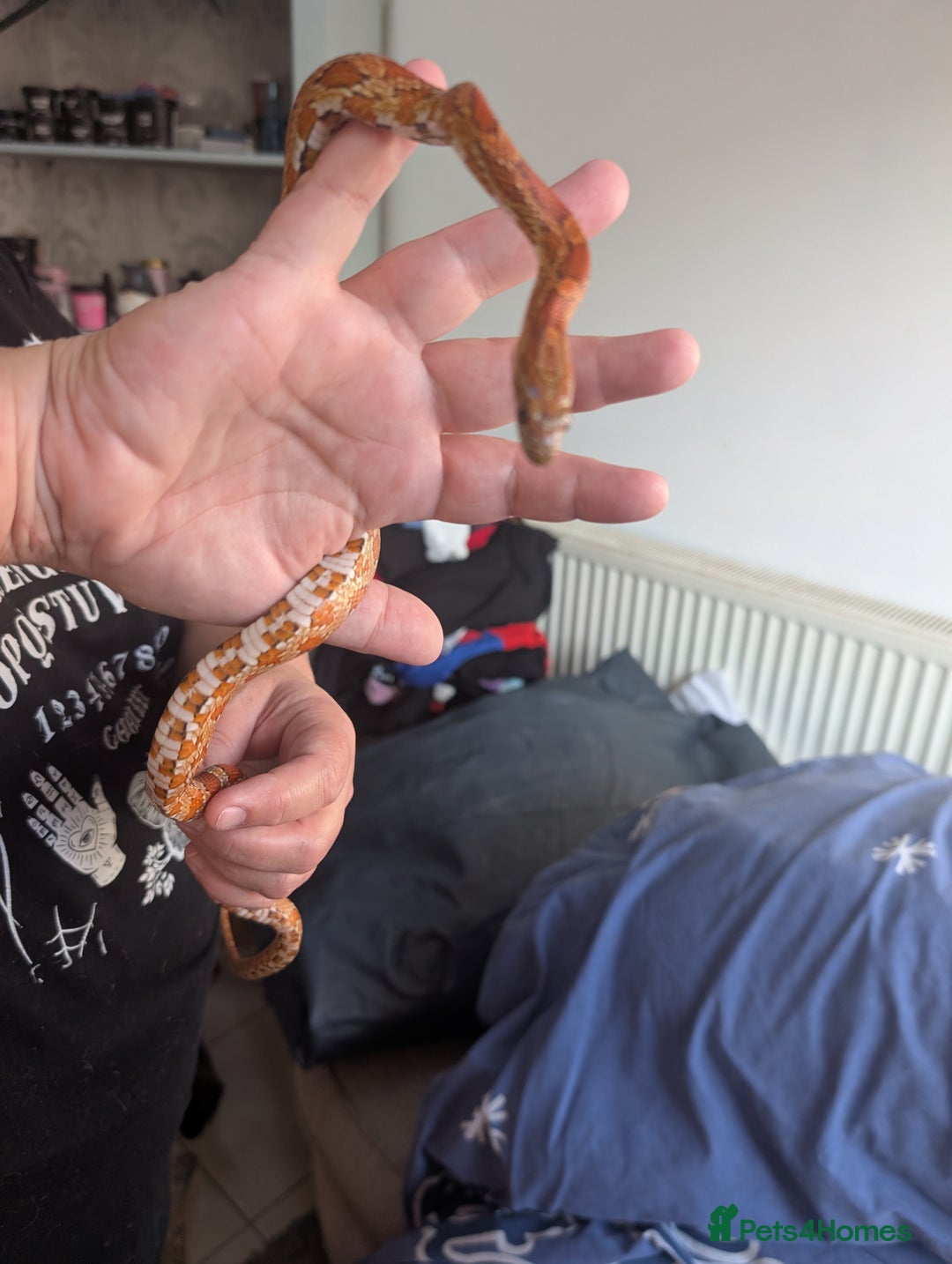Corn Snake reptiles for sale: Cornsnake  with vivarium - Image 1